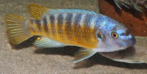 Labeotropheus fuelleborni 'Hora Mhango'